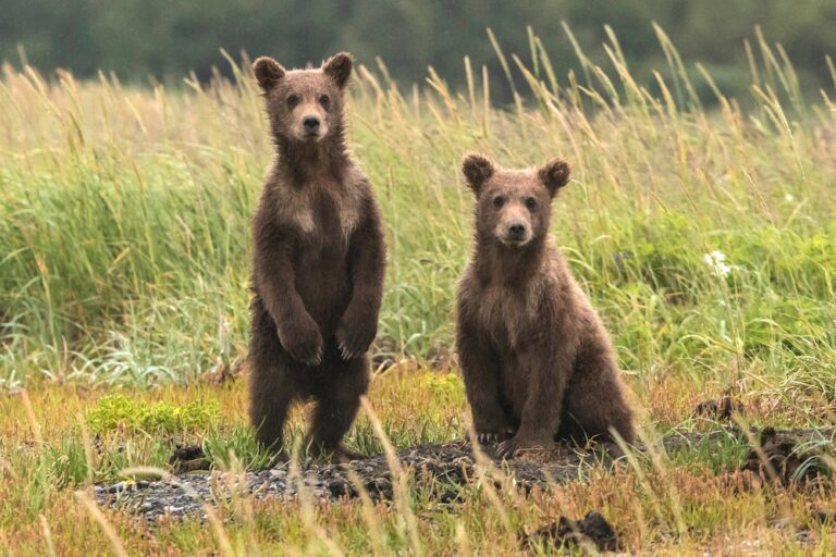 ANIMAL RIGHTS: DEFINITION, ISSUES, AND EXAMPLES - Smart Vegan